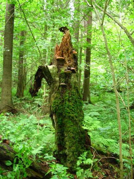 Ce este armonie în natură Ce este armonie în natură