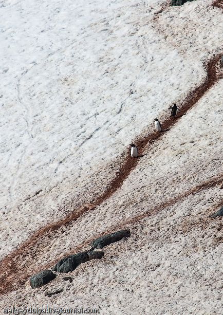 Cum de a trăi pe Antarctica Cum de a trăi pe Antarctica
