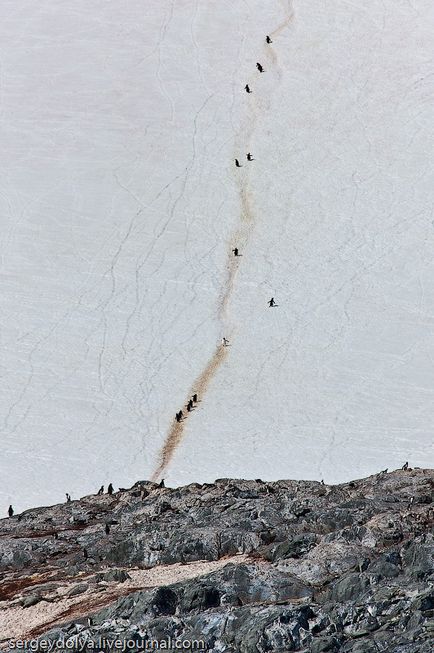 Cum de a trăi pe Antarctica Cum de a trăi pe Antarctica