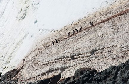 Cum de a trăi pe Antarctica