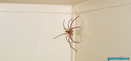 Ceea ce apare un păianjen în casă