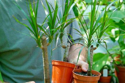 Cum de a cultiva plante de interior