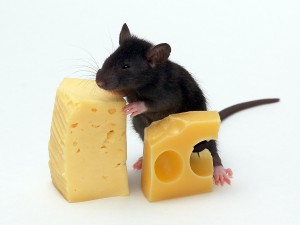 Ce să se hrănească un mouse