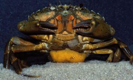 Ce fierte bastoane crab