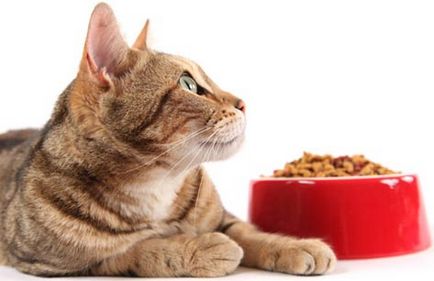 Rating-ul de alimente pisică