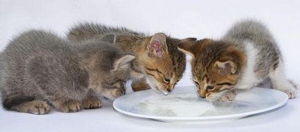Cum să se hrănească pisicuțe săptămână