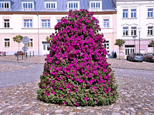 Ce a planta Petunia