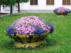 Ce a planta Petunia