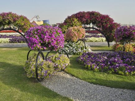 Ce a planta Petunia