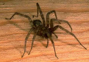 Ceea ce apare un păianjen în casă