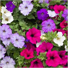 Ce a planta Petunia