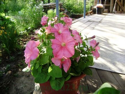 Ce a planta Petunia