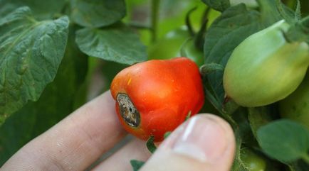 De ce innegresc tomate de ce frunze și fructe decât se ocupe de tufișuri, răsaduri de roșii