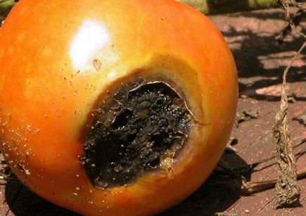 Innegresc fructe de tomate Innegresc fructe de tomate