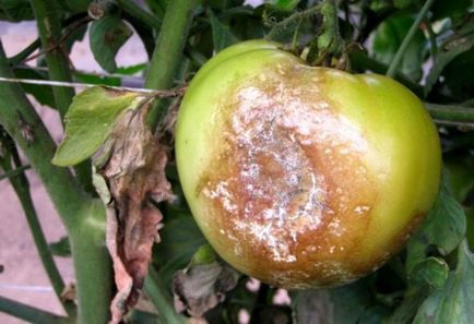 Innegresc fructe de tomate