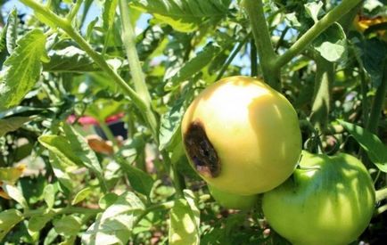 Innegresc fructe de tomate Innegresc fructe de tomate