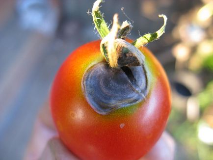 Innegresc fructe de tomate