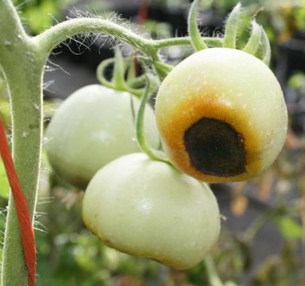 De ce innegri fructele de tomate în seră de mai jos, arbuști, ce să facă, prevenire, foto, video