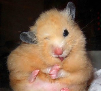 De ce Jungar hamster pruriginoasă de multe ori
