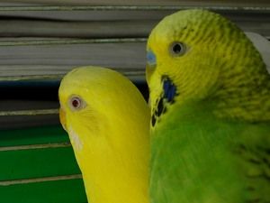 De ce lupta budgies