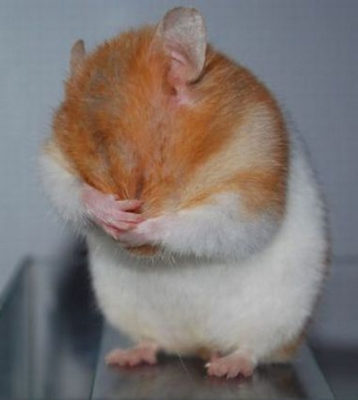 De ce hamster zgârierea și musca ei înșiși, ce să facă