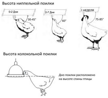 Nu jgheab pentru pui cu mâinile lor