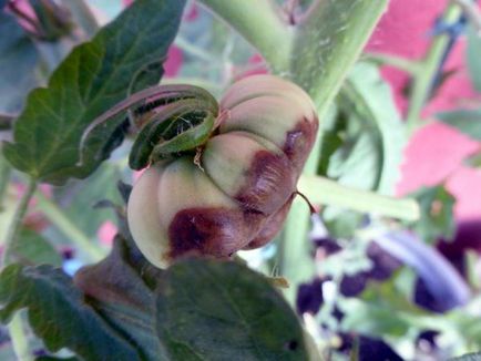 Innegresc fructe de tomate