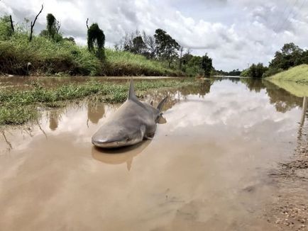 Fotografii despre câini