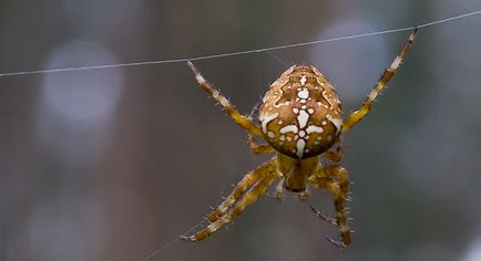 Ceea ce apare un păianjen în casă Ceea ce apare un păianjen în casă