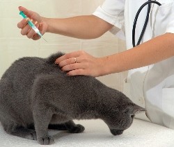 vaccinare cuprinzătoare pentru pisici