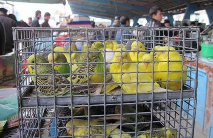 Ceea ce este în piața cărnii de pasăre