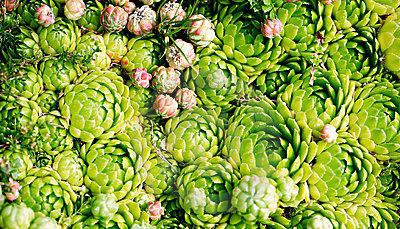 plantelor floare de piatra (trandafir roca) de plantare și îngrijire