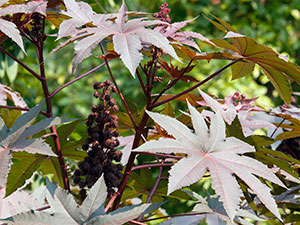 ricin plante - plantare și îngrijire, cultivarea fotografie de ricin de semințe de ricin; palmcrist