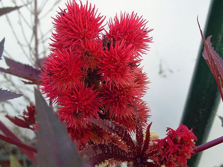 Cum să crească ulei de ricin plante Cum să crească ulei de ricin plante
