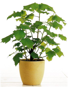 Relațiile că această plantă Relațiile că această plantă