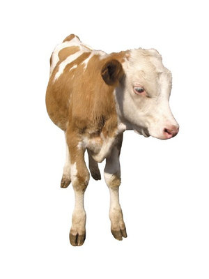 Viței crescuți pentru carne ca îngrășarea vițeilor la domiciliu