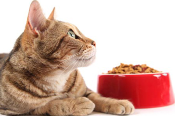 Rating-ul de alimente pisică