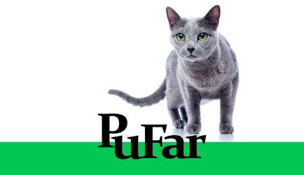 Rating-ul pisica alimente cele mai bune dintre cele mai bune