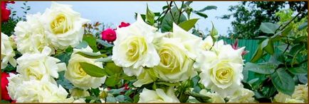 Roses - reguli de ingrijire