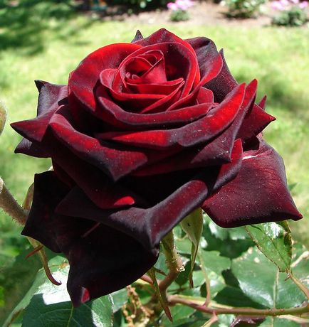 Trandafiri grad magie neagră