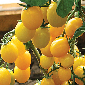 Grad de tomate galben Grad de tomate galben