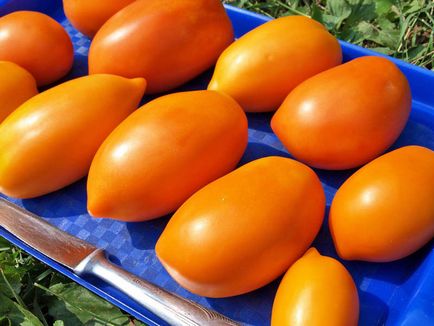 Cele mai renumite soiuri de tomate galben și caracteristicile lor distinctive