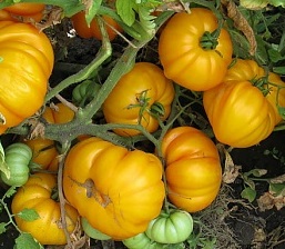 Grad de tomate galben Grad de tomate galben