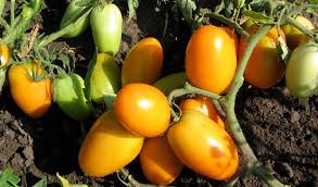 Grad de tomate galben Grad de tomate galben