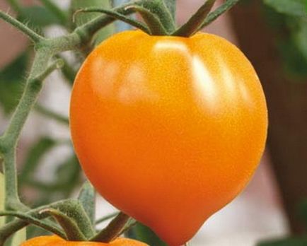 Grad de tomate galben Grad de tomate galben