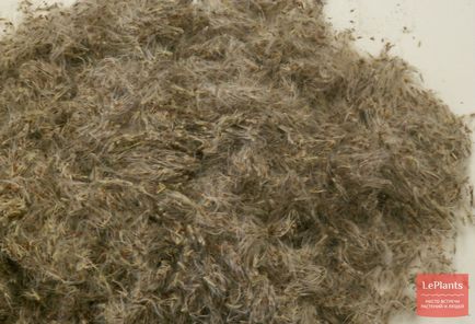 Trestia de zahar este cultivat