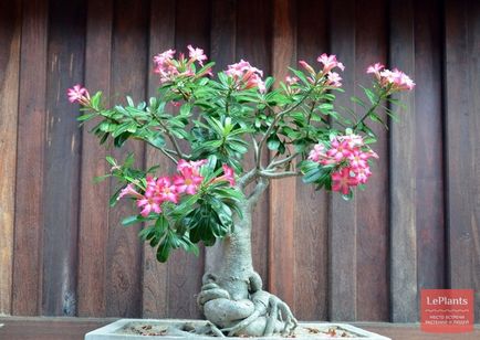 Bonsai pentru ce Bonsai pentru ce