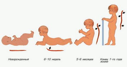 Trunchi ce este Trunchi ce este