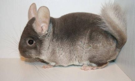 Chinchilla mănâncă