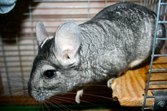 Chinchilla mănâncă